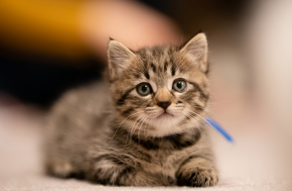 ペットの健康相談